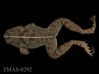 藏品(先島澤蛙)的圖片